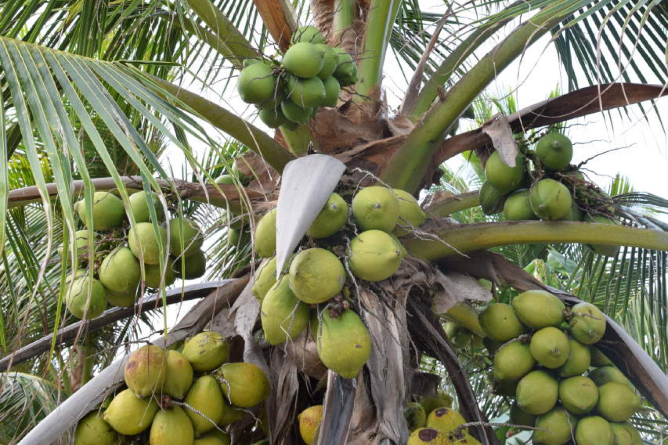 100% Organic Coconuts, Ethically Harvested for Coconut Oil